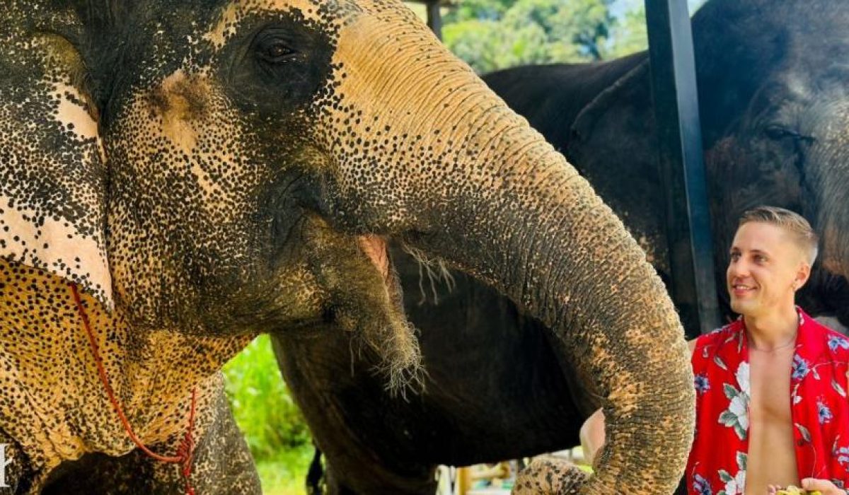 jpeg-optimizer_elephant-in-asia jpeg-optimizer_elephant-in-asia