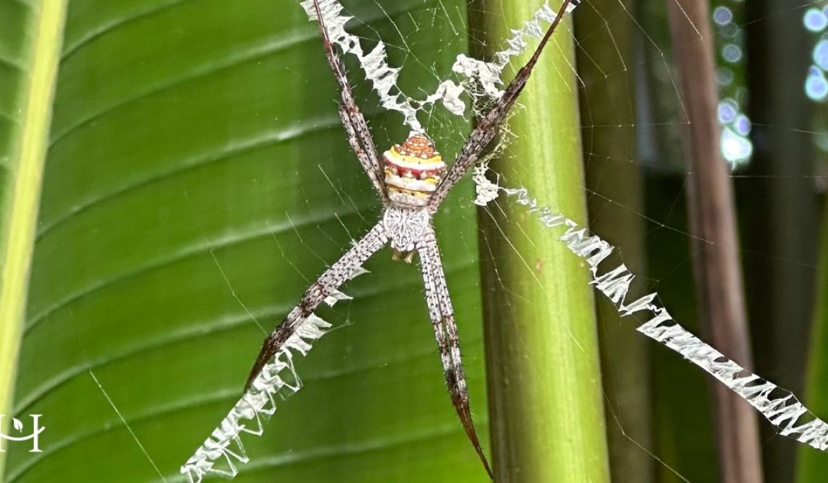 On a hammock - Tajlandia - dzikie zwierzęta - węże - na co uwazać2