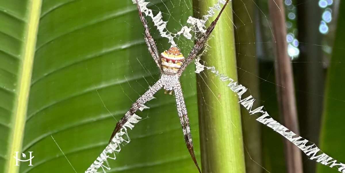 On a hammock - Tajlandia - dzikie zwierzęta - węże - na co uwazać2